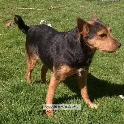 Photo 1/1 Chien retrouvé Perdu à Chadrac