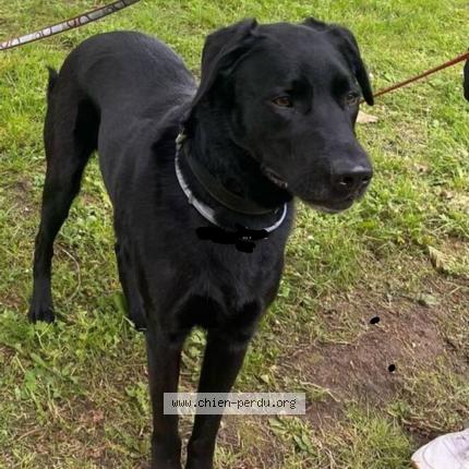 Photo 1/2 Chien retrouvé Perdu à Reze
