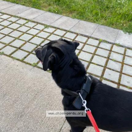 Photo 2/2 Chien retrouvé Perdu à Reze