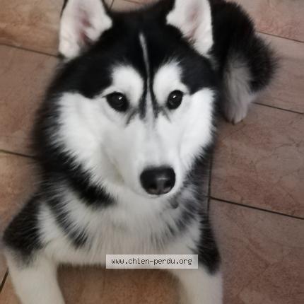 Photo 1/1 Chien retrouvé Perdu à Pelousey