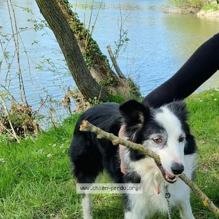 Photo 1/1 Chien retrouvé Perdu à Sireuil