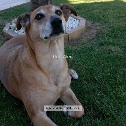 Photo 1/1 Chien retrouvé Perdu à St andre de corcy