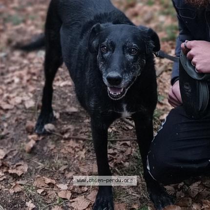 Photo de chien perdu à Champagnole