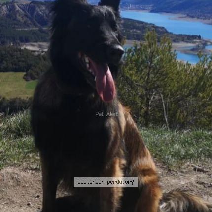 Photo 1/1 Chien retrouvé Perdu à Le revard