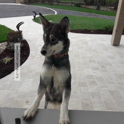 Photo 1/1 Chien retrouvé Perdu à St julien sur reyssouze