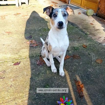 Photo 1/1 Chien retrouvé Perdu à Blis et born