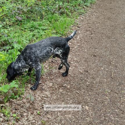 Photo de chien trouvé à Roissy En Brie
