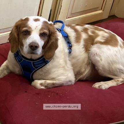 Photo 1/1 Chien retrouvé Perdu à Cour cheverny