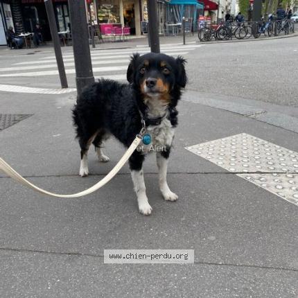 Photo 1/1 Chien retrouvé Trouvé à Paris