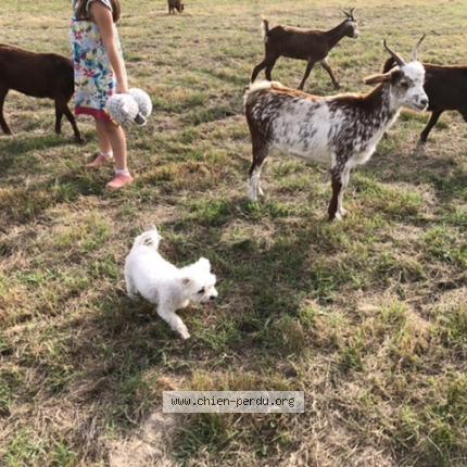 Photo 1/1 Chien retrouvé Perdu à Marmande