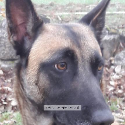 Photo 1/1 Chien retrouvé Perdu à Verfeil