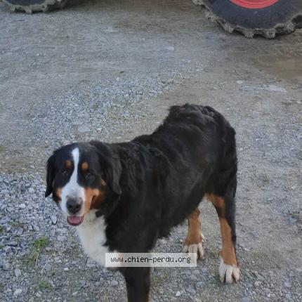 Photo 1/1 Chien retrouvé Perdu à Saint georges sur erve