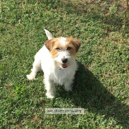 Photo 1/1 Chien retrouvé Perdu à Merville