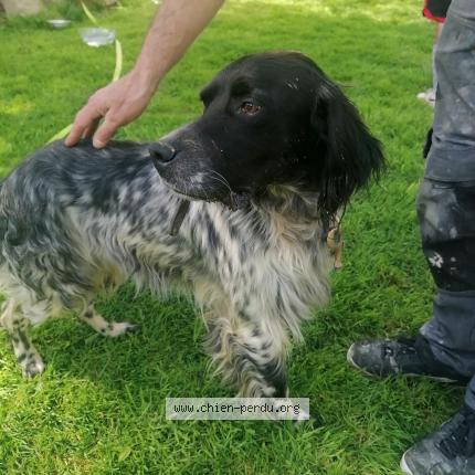 Photo 1/1 Chien retrouvé Trouvé à Josselin