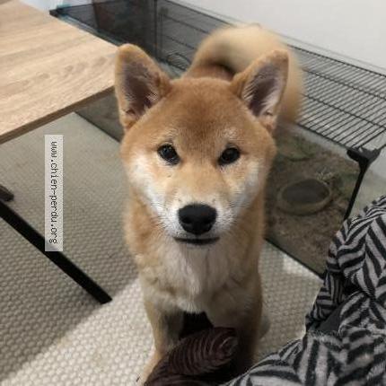 Photo 1/1 Chien retrouvé Perdu à Benodet