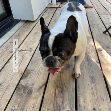 Photo 1/1 Chien retrouvé Trouvé à Pornichet