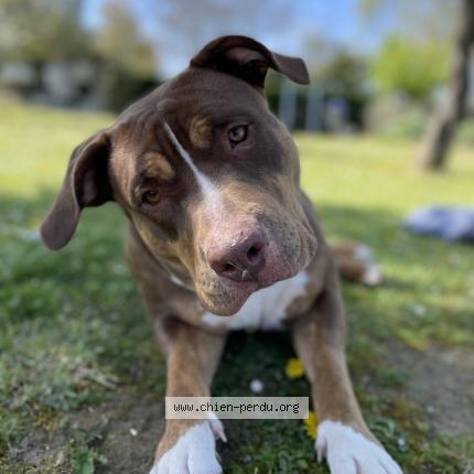 Photo 1/1 Chien retrouvé Perdu à Serres castet