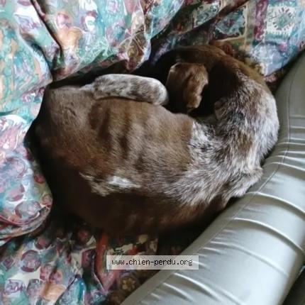 Photo 2/2 Chien retrouvé Trouvé à Le Loroux Bottereau
