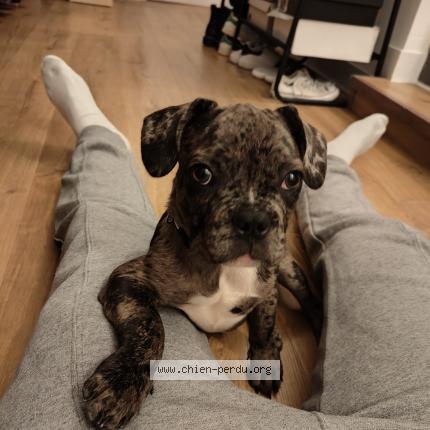 Photo 1/1 Chien retrouvé Perdu à Mornas