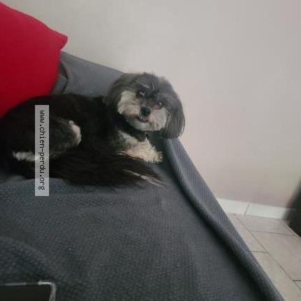 Photo 1/1 Chien retrouvé Perdu à Pessac