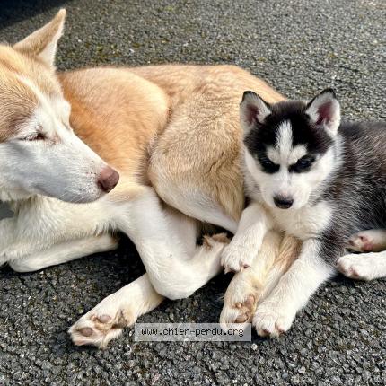 Photo 1/1 Chien retrouvé Perdu à Moissy cramayel