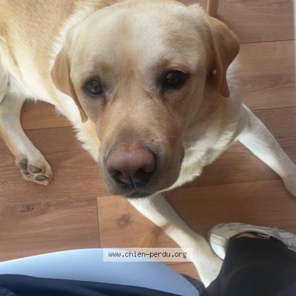 Photo 1/1 Chien retrouvé Perdu à Sathonay village