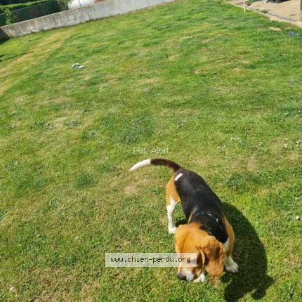 Photo de chien perdu à Plouguenast