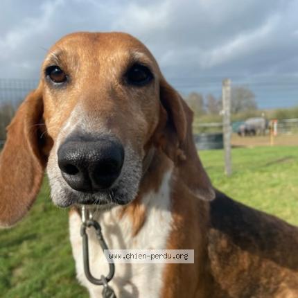 Photo 1/1 Chien retrouvé Perdu à Marsac sur don