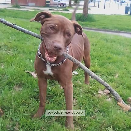 Photo 1/1 Chien retrouvé Perdu à Rennes