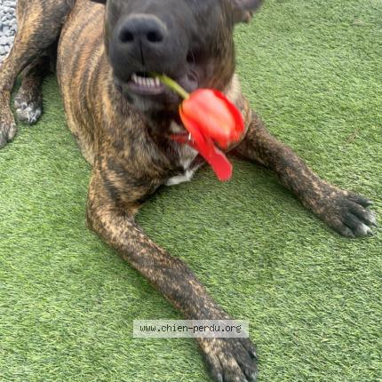 Photo de chien perdu à Louvres