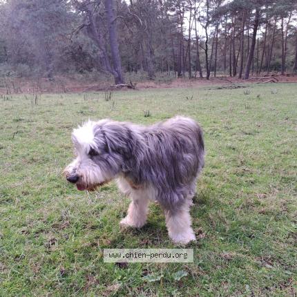 Photo 1/1 Chien retrouvé Perdu à Xonrupt longemer