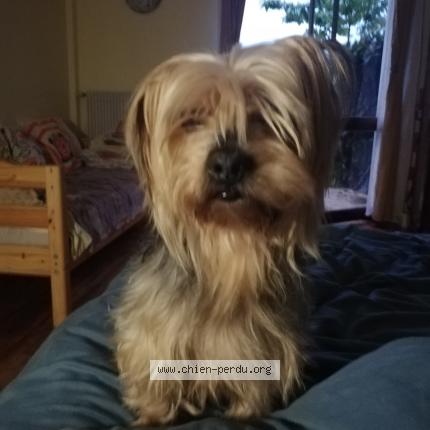 Photo 1/1 Chien retrouvé Trouvé à Saint etienne lardeyrol