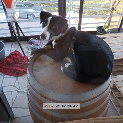 Photo de chien perdu à Chevroux