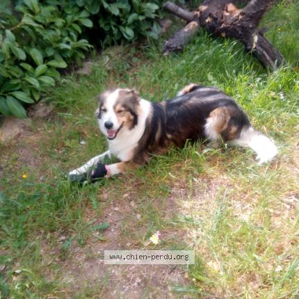 Photo 1/1 Chien retrouvé Perdu à Aix en provence