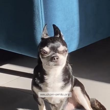 Photo 1/1 Chien retrouvé Perdu à Bordeaux