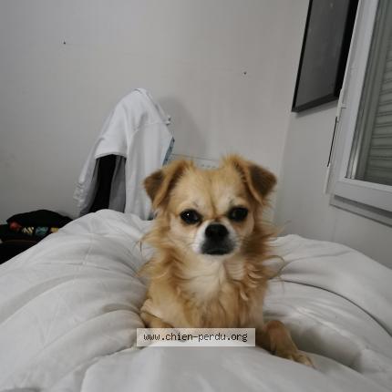 Photo 1/1 Chien retrouvé Perdu à Vitry Sur Seine