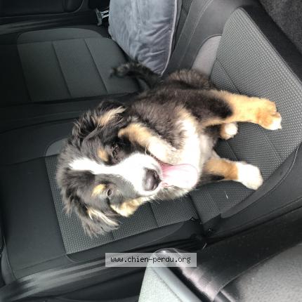 Photo 1/1 Chien retrouvé Trouvé à Merignac