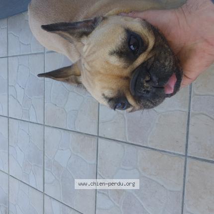 Photo 1/1 Chien retrouvé Trouvé à 74500 publier