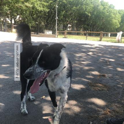 Photo 1/1 Chien retrouvé Trouvé à Saint gely du fesc