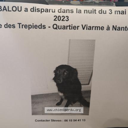Photo de chien perdu à Nantes