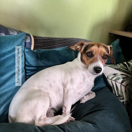 Photo 1/1 Chien retrouvé Perdu à La seyne sur mer