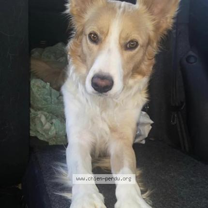 Photo 1/1 Chien retrouvé Perdu à Mas d auvignon