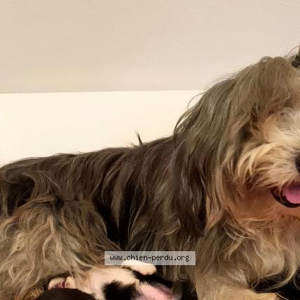 Photo 1/1 Chien retrouvé Perdu à Vaulnaveys le haut