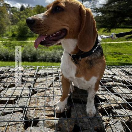 Photo 1/1 Chien retrouvé Perdu à Saint Herblain