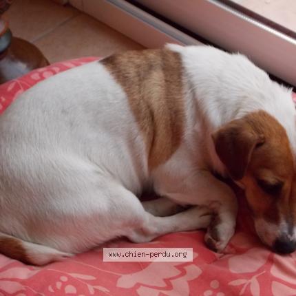 Photo de chien perdu à Carces