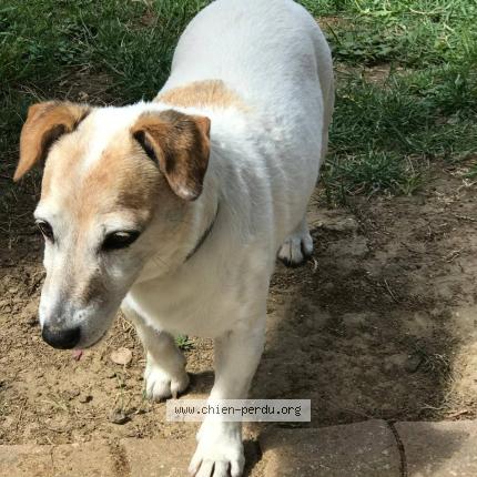 Photo 2/2 Chien retrouvé Perdu à Carces