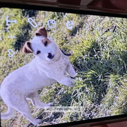 Photo de chien perdu à Magny Les Hameaux