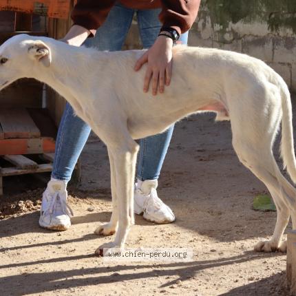 Photo 1/1 Chien retrouvé Perdu à Lagleygeolle
