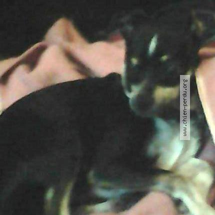 Photo 1/2 Chien retrouvé Perdu à Elbeuf