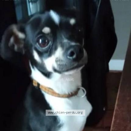 Photo 2/2 Chien retrouvé Perdu à Elbeuf